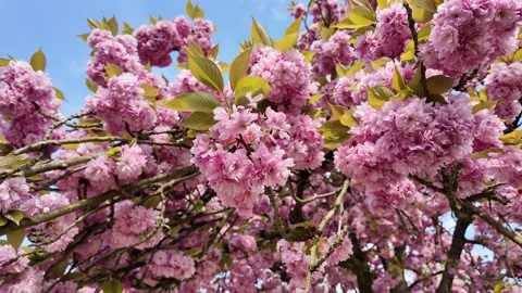 Blooming Cherry Tree in Strasbourg Park, France – Beautiful Spring Nature Vidéo 332547156