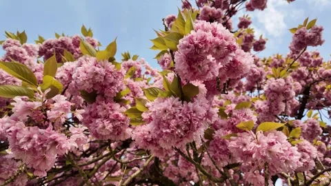 Blooming Cherry Tree in Strasbourg Park – Beautiful Spring Nature in France Vidéo 332547157