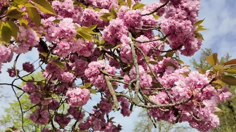 Blooming Cherry Tree in Strasbourg Park – Beautiful Spring Nature in France Vidéo 333210509