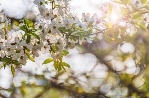 Blooming cherry tree with sun flare. Stock Photos