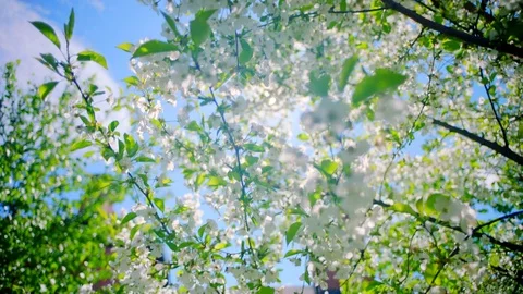Blooming cherry tree in sunlight Stock Footage 80229376