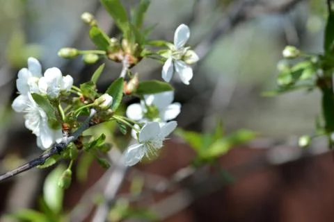 Blooming cherry tree on a sunny spring day Stock Photos
