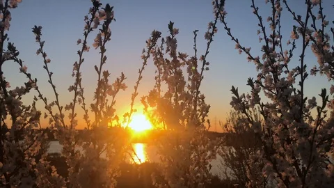 A blooming cherry tree at sunset in wind Stock Footage 105925752