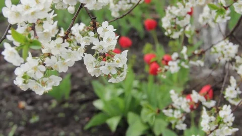 Blooming cherry tree swaying in the wind Stock Footage 70881300