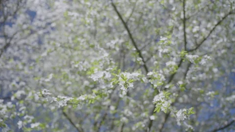 Blooming cherry tree sways in wind in green garden Video stock 302222246
