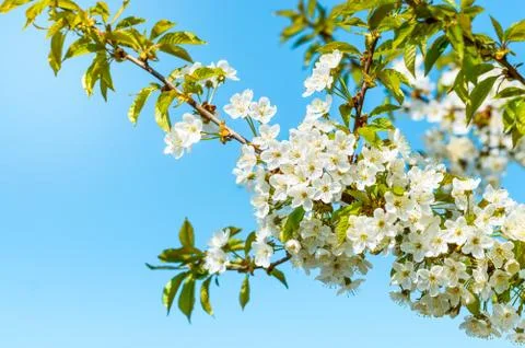 Blooming cherry tree, tiny white flowers against the blue sky. Stock Photos
