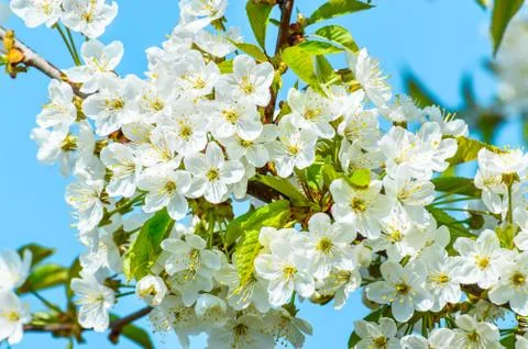 Blooming cherry tree, tiny white flowers against the blue sky. Photos
