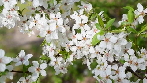 Blooming cherry tree twig Video stock 76004585