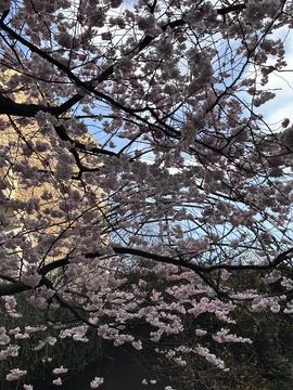 Blooming Cherry Tree Under Sunlight Stock Photos