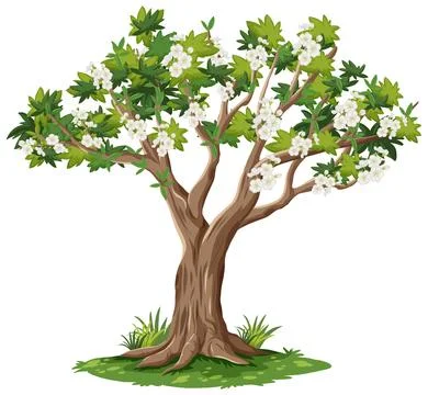 Blooming Cherry Tree Vector Illustration on White Background 스톡 일러스트