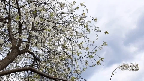 Blooming cherry tree in the village Stock Footage 90950243