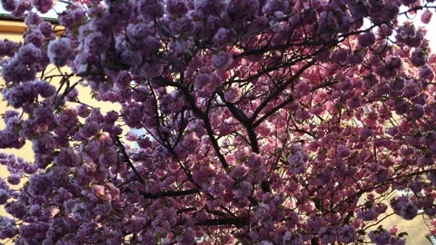 Blooming cherry tree in warm sunlight Stock Footage 334049155
