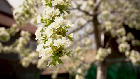 Blooming cherry tree with white flowers in a garden. Close up shot with blurred  Stock Footage 154052345