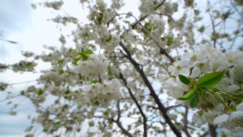 Blooming cherry tree with white flowers on a background of spring sky. Stock Footage 154433187