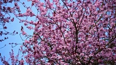 Blooming Cherry Tree Wide View – Sharp Focus 4K Spring Nature Видео 320189608
