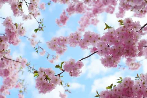  a blooming cherry tree, worm's-eye view Stock Photos