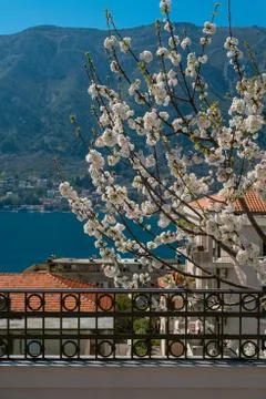 Blooming cherry trees against the background of mountains and sea Montenegro Stock Photos