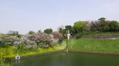 Blooming cherry trees arond Chidorigafuchi moat Stock Footage 98417488