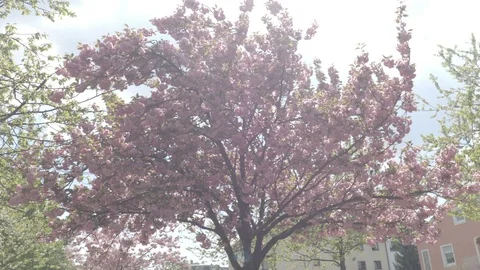 Blooming Cherry Trees in the coat yard camera footage Stock Footage 88793527