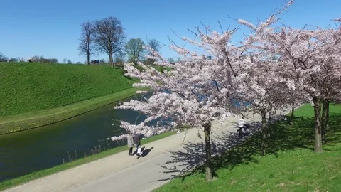 Blooming cherry trees in early spring Stock Footage 84718047