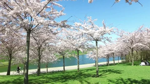 Blooming cherry trees in early spring Stock Footage 84718792