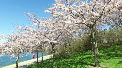 Blooming cherry trees in early spring Stock Footage 84719027
