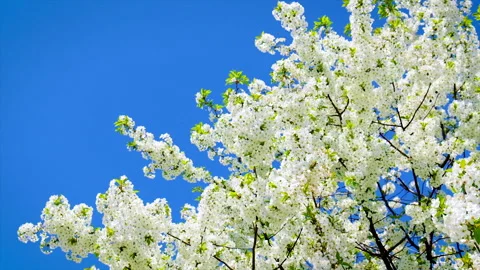 Blooming cherry trees in the garden. Selective focus. Stock Footage 154474093