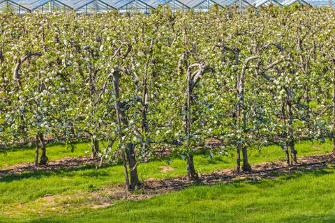 Blooming cherry trees in the netherlands Stock Photos