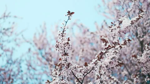 Blooming cherry trees in a peaceful park during springtime Stock Footage 306394641