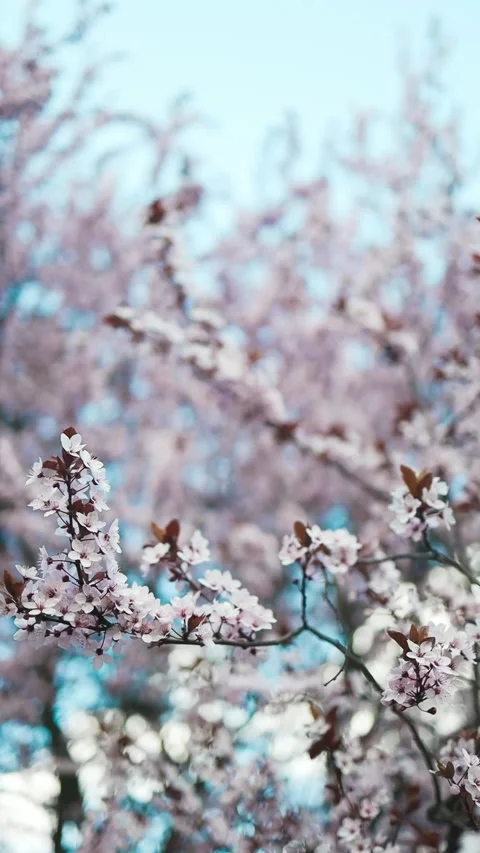 Blooming cherry trees in a peaceful park during springtime Stock Footage 307839423