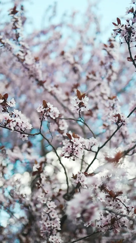Blooming cherry trees in a peaceful park during springtime Stock Footage 307840235