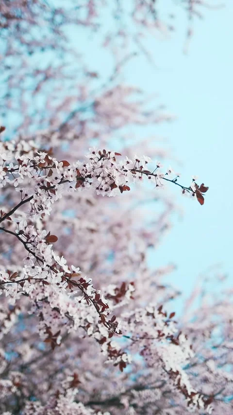 Blooming cherry trees in a peaceful park during springtime Stock Footage 307840364