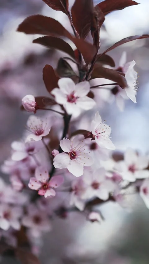 Blooming cherry trees in a peaceful park during springtime Stock Footage 307840386