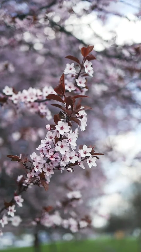 Blooming cherry trees in a peaceful park during springtime Stock Footage 307840441