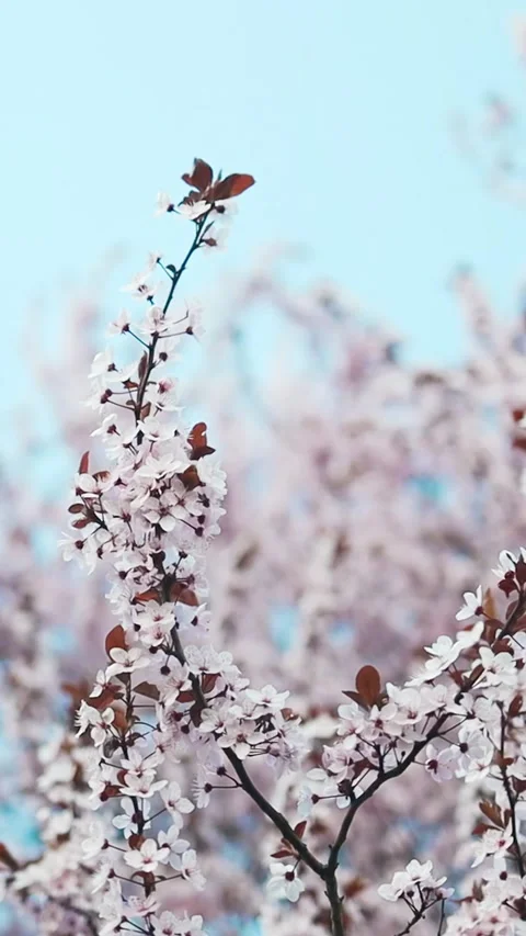 Blooming cherry trees in a peaceful park during springtime Stock Footage 307840563