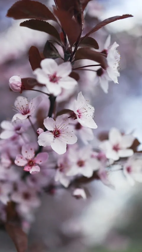 Blooming cherry trees in a peaceful park during springtime Stock Footage 307840664