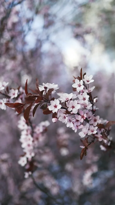 Blooming cherry trees in a peaceful park during springtime Stock Footage 307840800