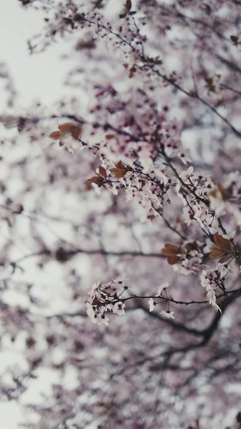 Blooming cherry trees in a peaceful park during springtime Stock Footage 307840890