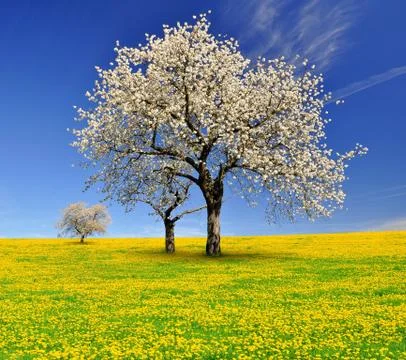Blooming cherry trees Stock Photos