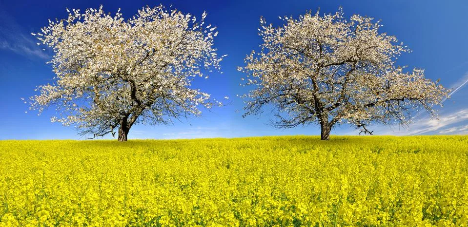 Blooming cherry trees Stock Photos