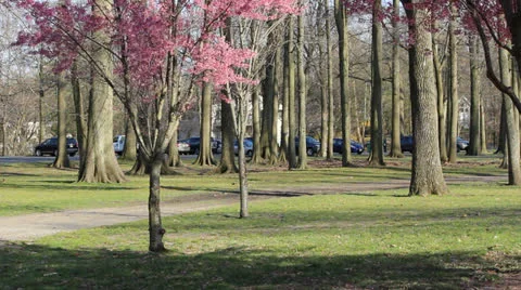 Blooming Cherry Trees with Pink Flowers Sway in the Blowing Wind (2) Видео 24672550