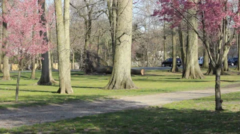 Blooming Cherry Trees With Pink Flowers in Park Sway in the Blowing Wind (5) Видео 24672625