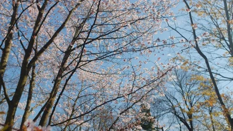 Blooming Cherry trees in the spring, shift focus to close up. Video stock 135730254