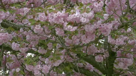 Blooming cherry trees in the spring time camera footage Stock Footage 88793396
