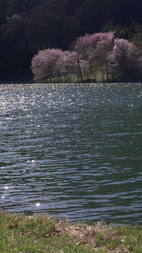 Blooming Cherry Trees on Sunlit Lake Shore Vertical Video 库存影片 346194993