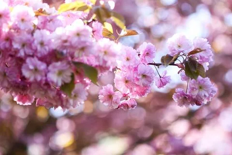Blooming cherry trees transform the park into a pink canopy. Seasonal magic a Stock Photos