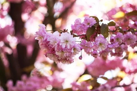 Blooming cherry trees transform the park into a pink canopy. Seasonal magic a Stock Photos