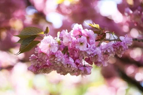 Blooming cherry trees transform the park into a pink canopy. Seasonal magic a Stock Photos
