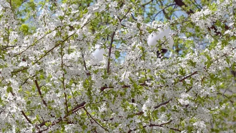 Blooming cherry trees in the wind, branches with white flowers close-up Video stock 128303580