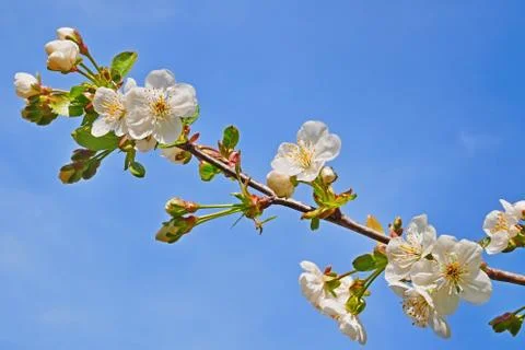 Blooming cherry twig close-up Stock Photos